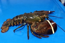 Đổ xô đi mua tôm hùm Alaska 170 nghìn đồng/kg, dân tình "ngã ngửa"