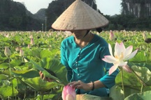 Ướp trà vào sen Nhật thu tiền triệu