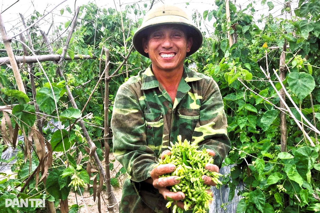 Mỗi sớm ra ruộng hái hoa, nông dân thu bạc triệu - 2 Mỗi sớm ra ruộng hái hoa, nông dân thu bạc triệu - 2