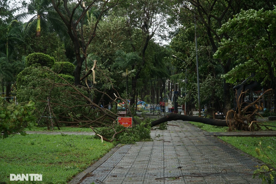 Đường phố Đà Nẵng ngổn ngang, cây xanh ngã đổ la liệt sau bão - 2 Đường phố Đà Nẵng ngổn ngang, cây xanh ngã đổ la liệt sau bão - 2
