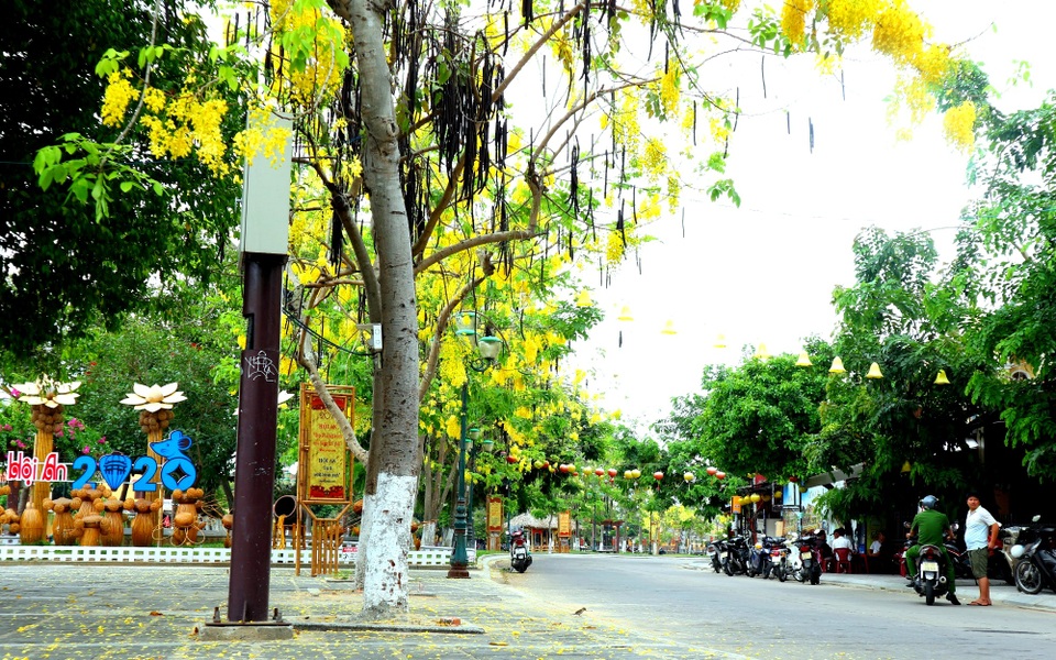 Rực rỡ sắc hoa muồng hoàng yến ở phố cổ Hội An - 2 Rực rỡ sắc hoa muồng hoàng yến ở phố cổ Hội An - 2