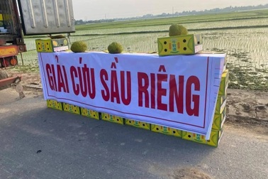 Ồ ạt kêu gọi "giải cứu" sầu riêng sát Tết, giá hơn 40.000 đồng/kg