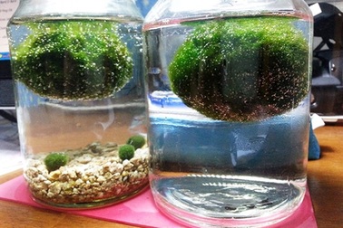 Ngộ nghĩnh với Marimo