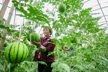 Khởi nghiệp ở tuổi 50, người phụ nữ kiếm tiền tỷ/năm nhờ loại dưa treo