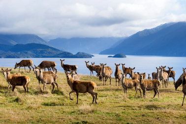 Sữa hươu Pamu từ New Zealand đã có mặt tại Việt Nam