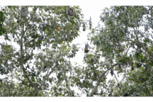 Những ngôi chùa miền Tây thu hút chim, dơi về trú ngụ suốt nhiều thập kỷ