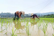 Đi lấy nước cấy, nam thanh niên bị sét tử vong tại ruộng
