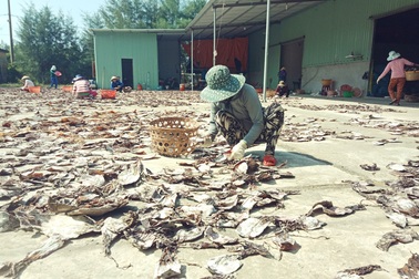 Được mùa mực khơi, ngư dân kiếm tiền tỷ