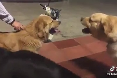 Một tình huống “trâu bò đánh nhau, ruồi muỗi chết” cực kỳ hài hước