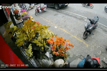 Túc trực 4 ngày rình bắt "hoa tặc" 2 lần nẫng trộm lan hồ điệp tiền triệu