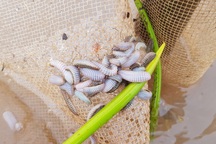 Đàn sâu biển khổng lồ ăn sạch bãi ngao của dân