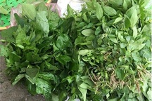 Sợ dính độc, mỗi ngày chỉ ăn 2 bó rau dại