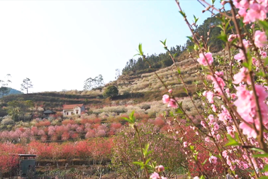 Lễ hội Hoa Đào 2024 sẽ diễn ra tại Lạng Sơn