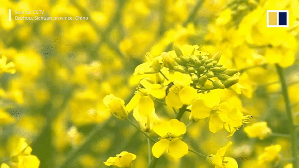 700.000 cây anh đào nở hoa đồng loạt giữa thời điểm dịch bệnh hoành hành - 3 700.000 cây anh đào nở hoa đồng loạt giữa thời điểm dịch bệnh hoành hành - 3