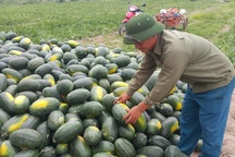 Ninh Bình: Nông dân lãi cả trăm triệu đồng nhờ trồng dưa hấu