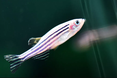 Loài cá được Trung Quốc đưa lên Trạm Vũ trụ Thiên Cung có gì đặc biệt?