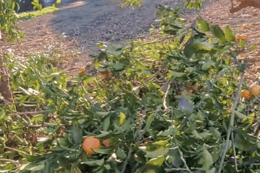 Lao động Việt ở Nhật sốc vì vừa xin cam hôm sau hàng xóm chặt cây