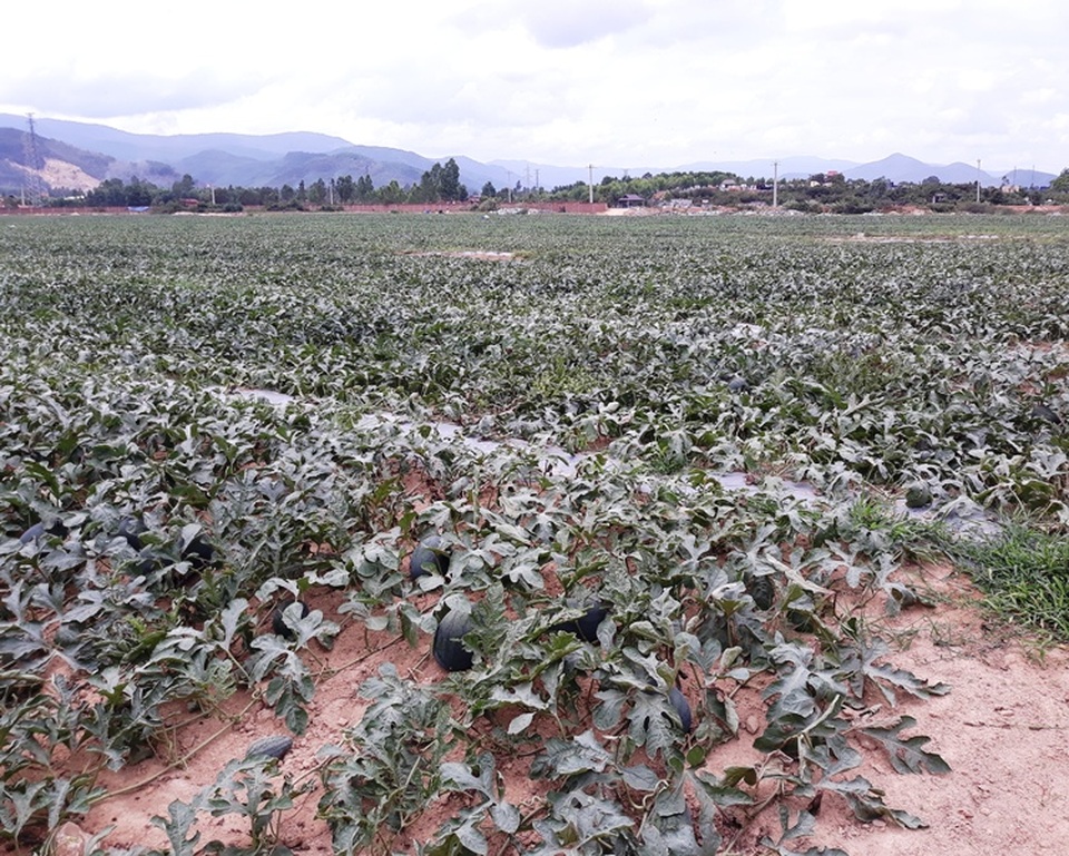 Bị đe dọa, đòi tiền bảo kê khi mua dưa hấu “giải cứu” giúp nông dân - 2