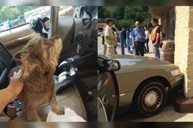 Hết hồn cảnh chú chó lái ô tô đâm thẳng vào siêu thị