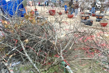Đào Tết bị chặt bỏ, vứt chỏng chơ ở chợ hoa xuân Lào Cai