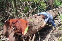 Kỷ luật nhiều cán bộ vụ phá rừng quy mô lớn ở Kon Tum