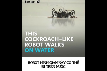 Robot nặng 1,5 gam “chấp” mọi kiểu địa hình nhờ bắt chước loài gián