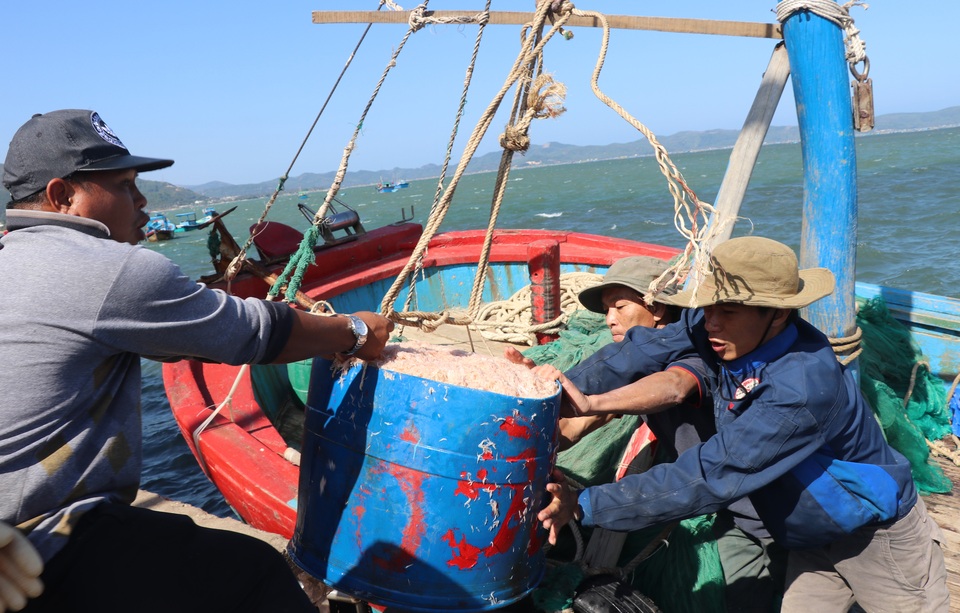 Phú Yên: Trúng ruốc biển, ngư dân bỏ túi tiền triệu mỗi ngày - 2 Phú Yên: Trúng ruốc biển, ngư dân bỏ túi tiền triệu mỗi ngày - 2