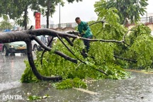 Cây bật gốc đè trúng người và phương tiện, ai chịu trách nhiệm?