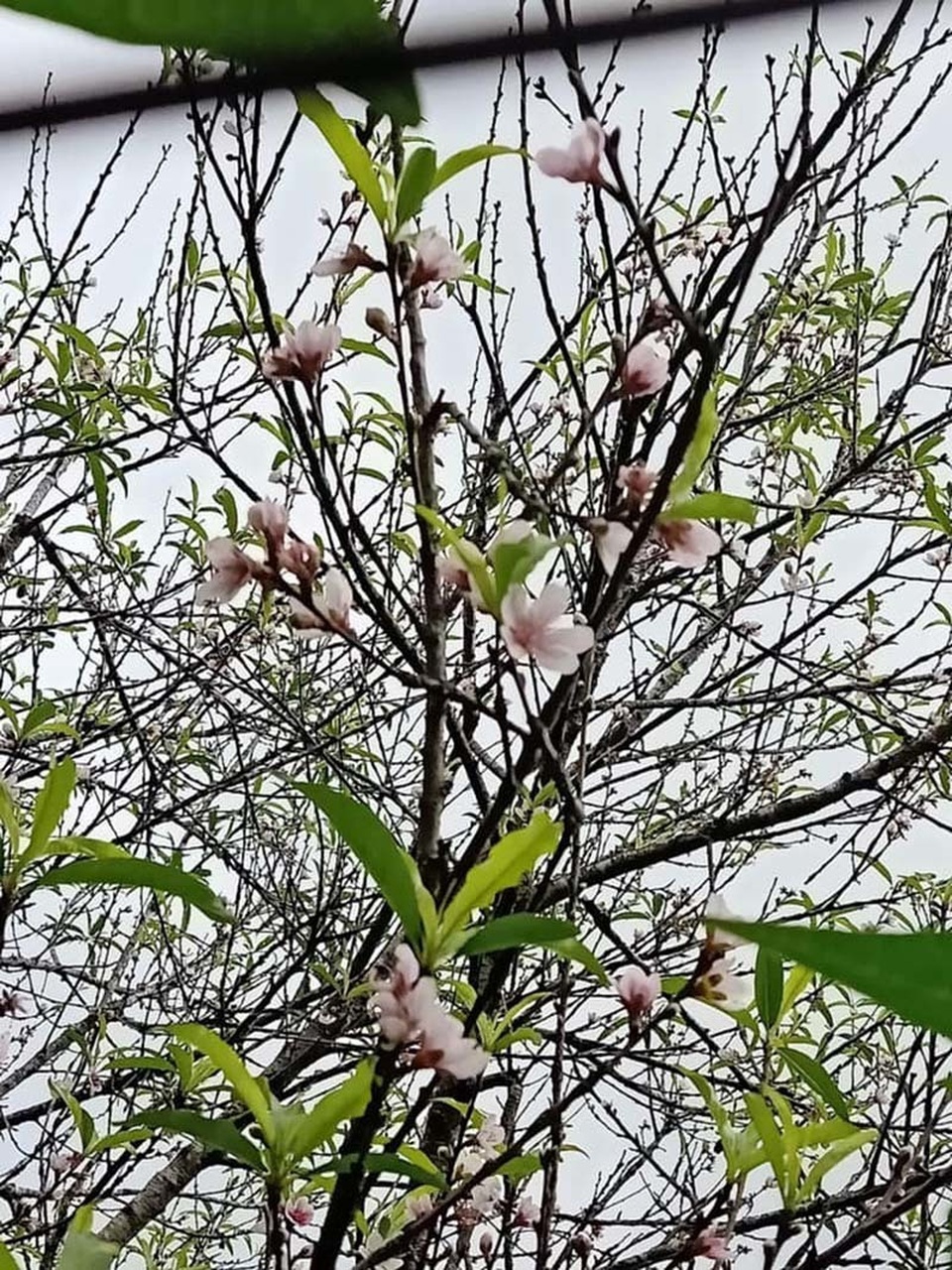 Năm nay rất lạ: Đào rừng nở giữa thu, Hà thành tới tấp đặt mua - 3 Năm nay rất lạ: Đào rừng nở giữa thu, Hà thành tới tấp đặt mua - 3