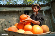 Lão nông kiếm nửa tỷ đồng vụ Tết nhờ giống quả chín đỏ từ trong ra ngoài