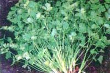 Vị thuốc dân gian từ rau thơm