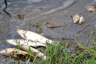 “Nghi án” nhà máy rượu bia xả thải bẩn ra hồ