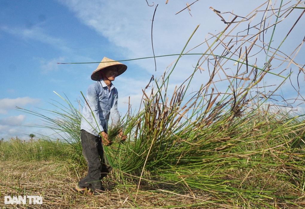 Đội nắng mót gon, nông dân ven đô thu nửa triệu đồng mỗi ngày - 4 Đội nắng mót gon, nông dân ven đô thu nửa triệu đồng mỗi ngày - 4