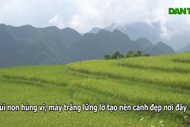 Rực rỡ mùa vàng trên đỉnh Pù Luông