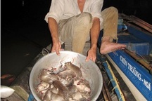 Sống khỏe từ nghề “săn” chuột đồng mùa lũ 