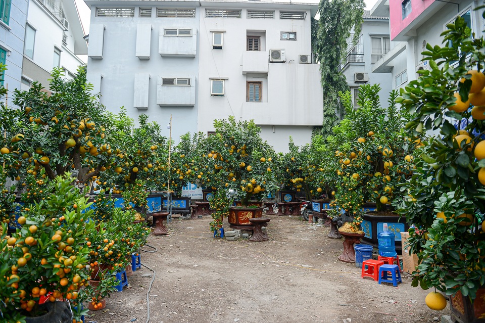 Bưởi cảnh giá chục triệu xuống phố đón Tết sớm - 1 Bưởi cảnh giá chục triệu xuống phố đón Tết sớm - 1
