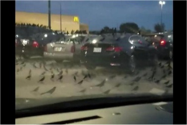 Hàng trăm con chim đen đổ bộ xuống bãi đỗ ô tô