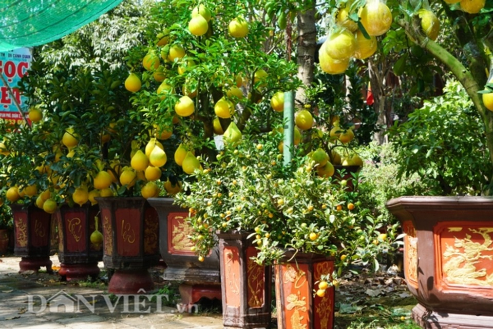 Bưởi Diễn Tết đổ bộ Sài thành, 70 triệu/cây khách vẫn xuống tiền - 8 Bưởi Diễn Tết đổ bộ Sài thành, 70 triệu/cây khách vẫn xuống tiền - 8