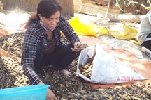 “Sốt” cau non bán sang Trung Quốc