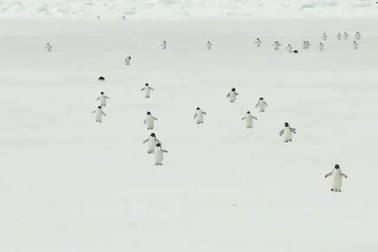 Hình ảnh ngộ nghĩnh của bầy chim cánh cụt khi di chuyển trên mặt băng