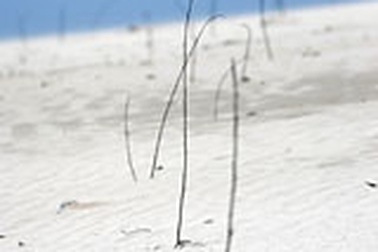 “Sa mạc” Thiên Cầm!