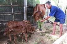 Bến Tre: Đổ xô xem con bò cái hạ sinh 3 con bê