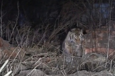 Hổ Siberia vào dạo chơi trong ngôi làng Trung Quốc