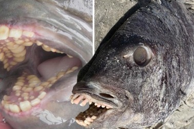 Phát hiện cá có hàm răng giống người xuất hiện bên bờ biển