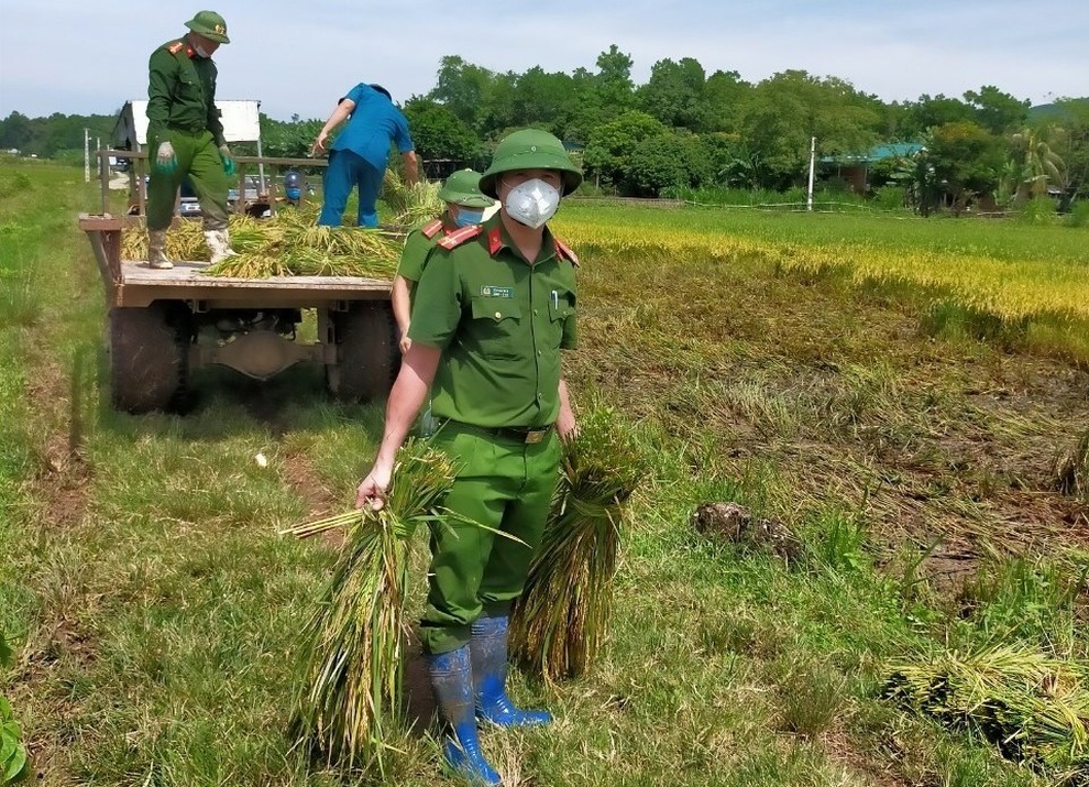 Công an giúp dân đang bị cách ly gặt lúa chạy bão - 6 Công an giúp dân đang bị cách ly gặt lúa chạy bão - 6