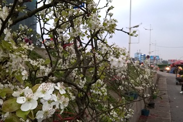 Lê rừng bạc triệu nở trắng chợ hoa Hà Nội