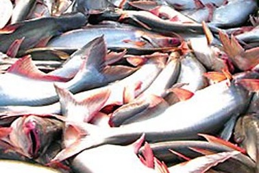 Nga bỏ lệnh tạm ngừng nhập khẩu cá tra, tôm đông lạnh Việt Nam