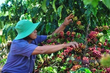 Giá cà phê tăng cao, nông dân canh cánh lo trộm