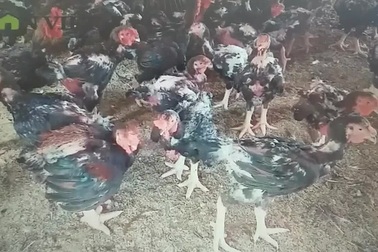 Chị Nguyễn Thị Cúc chia sẻ về mô mình chăn nuôi của gia đình mình.