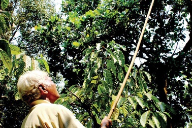 Loay hoay với cây điều